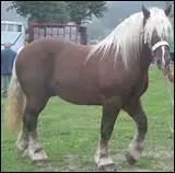 Quelle est la taille du Comtois ?