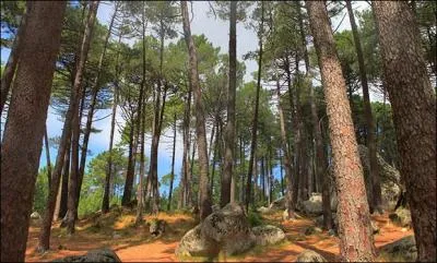 Faisons maintenant un arrêt à l'ombre de la forêt de l'Ospedale pour admirer une flore et une faune remarquable, dans quel département sommes-nous ?