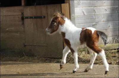 "Baccarat". Quelle lettre doit s'envoler pour que ce cristal se transforme en un jeu de cartes de casino ?