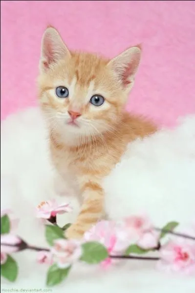 "Muscardine". Cette maladie contagieuse des vers à soie disparaît et devient un petit rongeur si la lettre suivante s'envole.