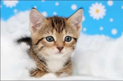 "Dhole". Tout est possible ! Ce canidé sauvage d'Asie se transforme en vin rouge AOC du Valais s'il perd la lettre...