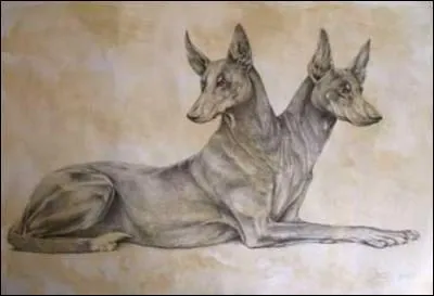 Chien à deux têtes, fils de Typhon et d'Échidna, il gardait le troupeau de bufs de Géryon.