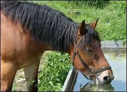 Combien de litres d'eau le cheval boit-il par jour ?