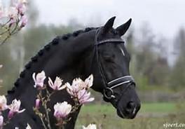 Quiz Galop 4