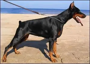 Quelle est la race de ce chien là ?