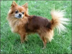 Et pour finir, quelle est la race de ce chien là ?