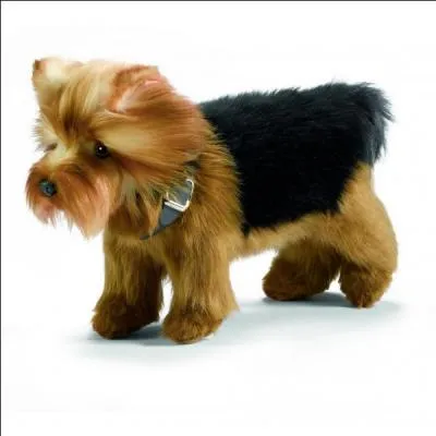 Vous n'allez pas me croire, mais pourtant c'est un vrai chien !