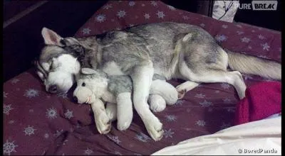 Plus tard, le petit de cette chienne husky, que l'on voit sur la photo, pourra tra&icirc;ner votre traineau !
