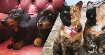 A droite, ce sont des peluches de chat, bien entendu, de tels chats ne peuvent pas exister !