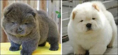 Bon, l&agrave; c'est facile, le chien de droite est un vrai, mais celui de gauche est un faux !