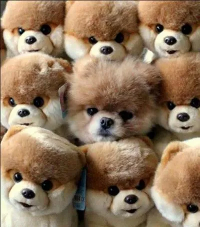 Sur cette photo, vous pouvez compter neuf peluches !