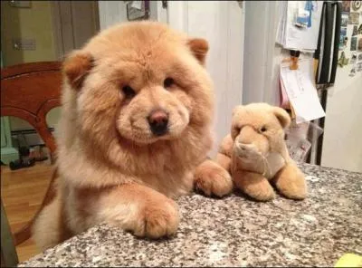 Sur cette photo, on voit la maman chow-chow et son petit !