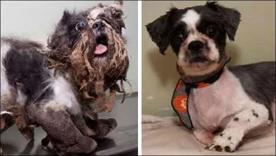 La pauvre b&ecirc;te de gauche est le m&ecirc;me chien que celui de droite !