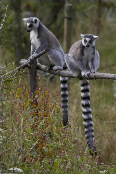 Quelle est la couleur de la queue du Maki catta ?