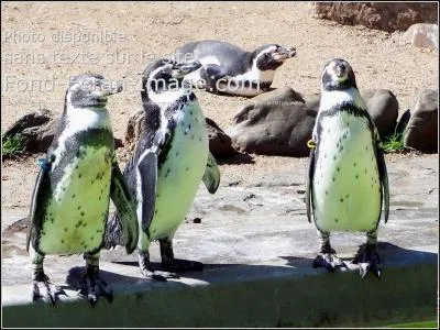 À quoi reconnaît-on des manchots ?