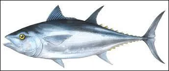 Enfin le dernier de ce quiz est le Badmin...