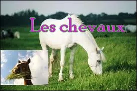 Qu'est-ce qu'une "robe" chez un cheval ?