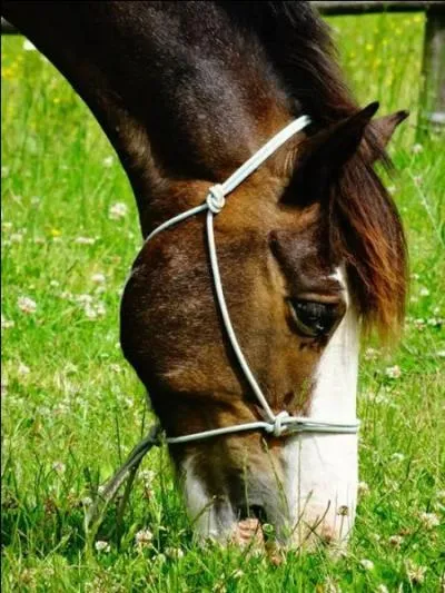 À quelle famille appartiennent les chevaux ?
