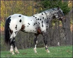 Coche les 3 parties du corps d'un équidé.