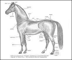 Où se trouve l'apophyse zygomatique ?
