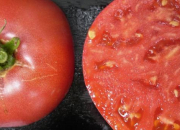 Quiz Quelles sont belles les tomates !