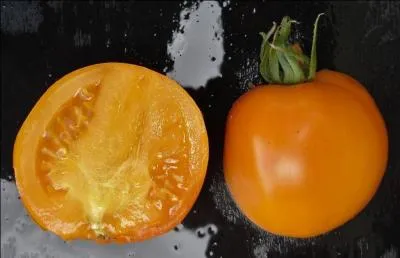 C'est un fruit rond, orange vif, très légèrement aplati et quelque peu côtelé, quelle est-elle ?