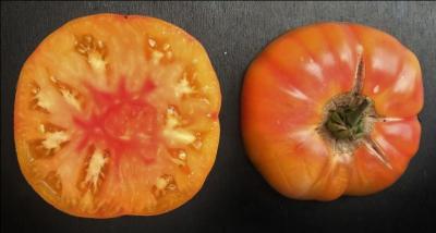 Quelle est cette ancienne variété de tomate charnue, jaune, marbrée de rouge, sa chair étant aussi bicolore ?