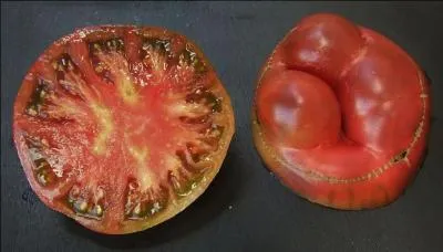 Cette tomate est originaire de Virginie, une belle tomate rose foncé présentant des reflets pourpres, c'est...
