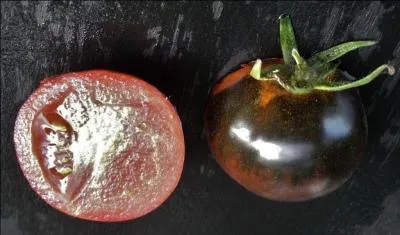 Quelle est cette variété ancienne de tomate oubliée, qui peut être rouge, noire, verte, rose ou jaune ?