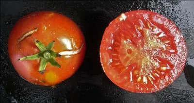 Quelle est cette variété de tomate à nombreux fruits ronds et lisses de couleur rouge ?