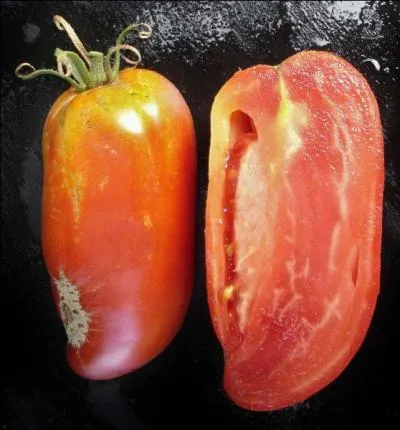 Cette tomate est excellente, elle est de forme allongée, bien sûr c'est...