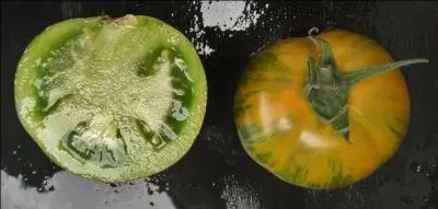 Quelle est cette tomate juteuse, à chair verte ?