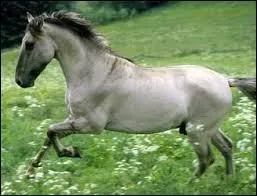 De quelle robe est ce cheval ?