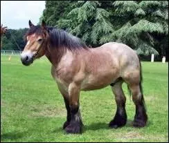 De quelle robe est ce cheval ?