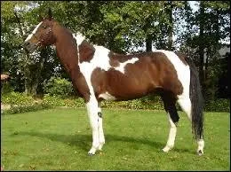 De quelle robe est ce cheval ?