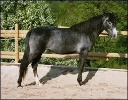 De quelle robe est ce cheval ?