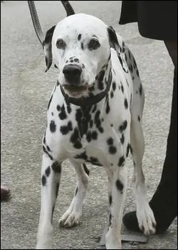 A qui appartient le chien Pongo ?