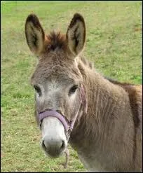 En quelle année a été publié le poème "L'Âne" de Victor Hugo ?