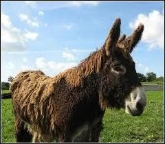 Comment appelle-t-on un âne mâle reproducteur ?