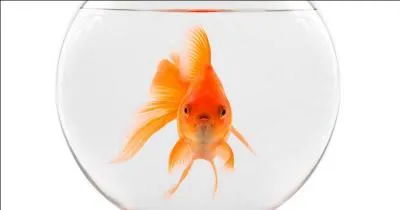 Quelle université a prouvé que les poissons rouges avaient de la mémoire ?