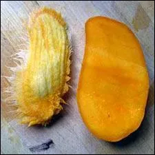 Sa chair onctueuse et sucrée, avec un goût de pêche et de fleur, adhère à un noyau plat, large et glissant. C'est...