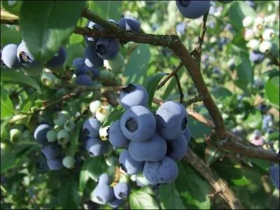 Appelées brimbelles dans l'est de la France et en particulier dans les Vosges, ce sont...