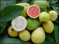 Ce fruit tropical est plus riche en vitamine C que les agrumes habituels. La ... contient aussi des quantités importantes de calcium, ce qui est peu courant chez un fruit.