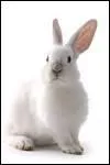 Bon, on corse encore un peu, histoire de ne pas être trop sympathique non plus hein ? Quelle maladie est contractée et transmise à l'homme par les lapins ?