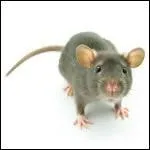 Quelle maladie, souvent bénigne, est transmise à l'homme par une bactérie présente dans les urines du rat ?