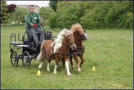 Comment s'appelle cette pratique équestre ?