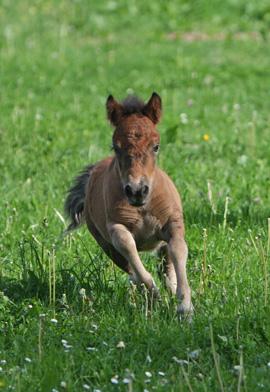 Quiz Galop 1