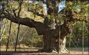 Quelle forêt est associée à un héros mythique du Moyen Âge qui volait les riches pour donner aux pauvres ?