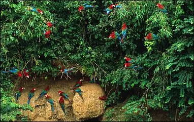 Plusieurs parties de cette forêt sont inscrites au patrimoine mondial de l'UNESCO. De quelle forêt s'agit-il ?