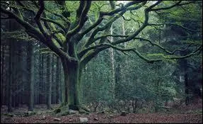 A qui pensez-vous lorsqu'on évoque la forêt mythique de Brocéliande ?
